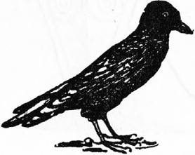 Иллюстрация к книге — Чистый nonsense [_197.jpg]