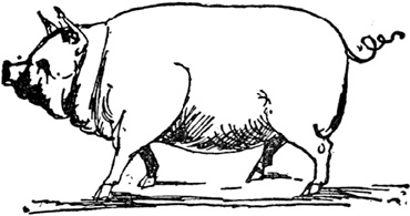 Иллюстрация к книге — Чистый nonsense [_203.jpg]