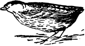 Иллюстрация к книге — Чистый nonsense [_204.jpg]