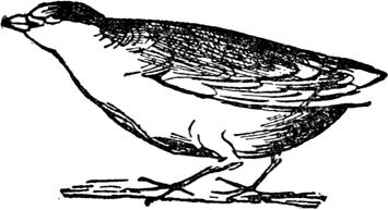 Иллюстрация к книге — Чистый nonsense [_230.jpg]