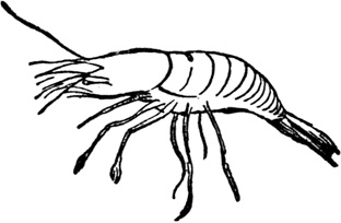 Иллюстрация к книге — Чистый nonsense [_232.jpg]