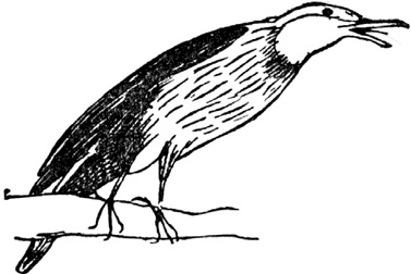 Иллюстрация к книге — Чистый nonsense [_233.jpg]