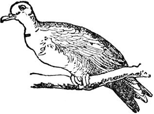 Иллюстрация к книге — Чистый nonsense [_243.jpg]