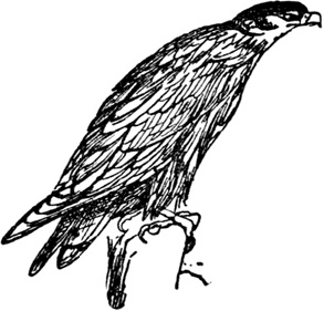 Иллюстрация к книге — Чистый nonsense [_244.jpg]