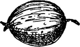 Иллюстрация к книге — Чистый nonsense [_246.jpg]