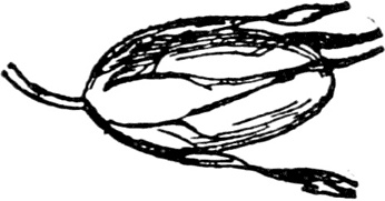 Иллюстрация к книге — Чистый nonsense [_253.jpg]