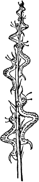 Иллюстрация к книге — Чистый nonsense [_370.jpg]