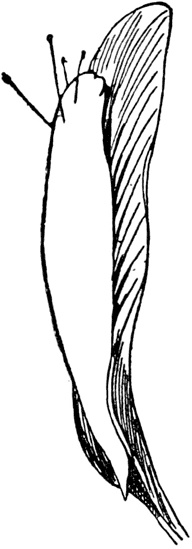 Иллюстрация к книге — Чистый nonsense [_372.jpg]