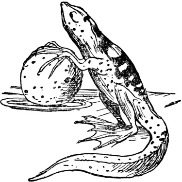 Иллюстрация к книге — Чистый nonsense [_392.jpg]