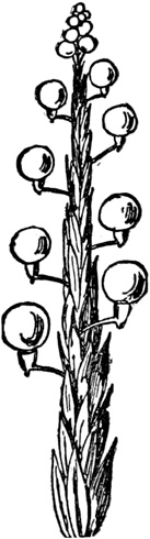 Иллюстрация к книге — Чистый nonsense [_416.jpg]