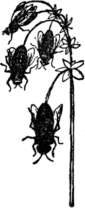 Иллюстрация к книге — Чистый nonsense [_417.jpg]