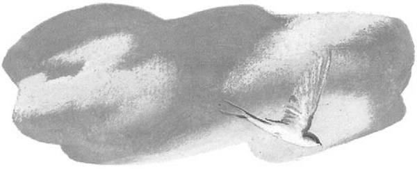 Иллюстрация к книге — Василий Белов. Рассказы о всякой живности [i_003.jpg]