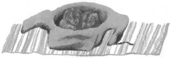 Иллюстрация к книге — Василий Белов. Рассказы о всякой живности [i_032.jpg]