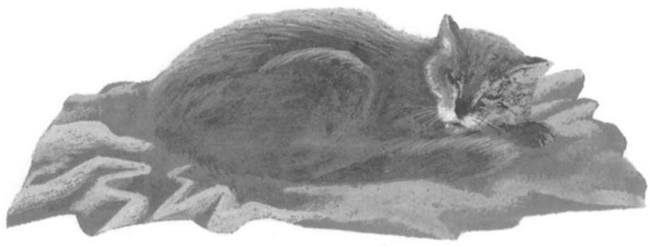 Иллюстрация к книге — Василий Белов. Рассказы о всякой живности [i_033.jpg]