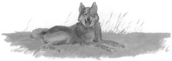 Иллюстрация к книге — Василий Белов. Рассказы о всякой живности [i_034.jpg]