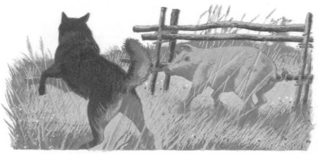 Иллюстрация к книге — Василий Белов. Рассказы о всякой живности [i_035.jpg]