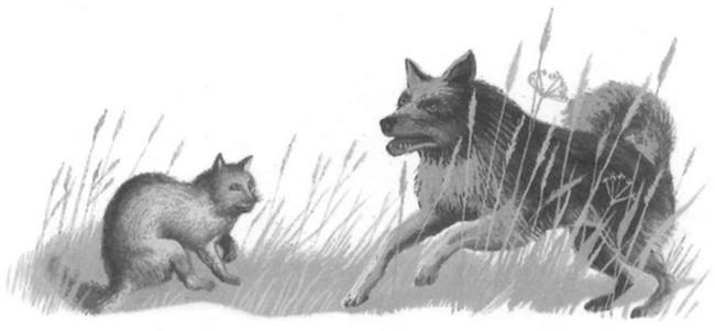 Иллюстрация к книге — Василий Белов. Рассказы о всякой живности [i_037.jpg]