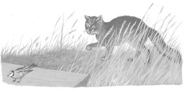 Иллюстрация к книге — Василий Белов. Рассказы о всякой живности [i_038.jpg]