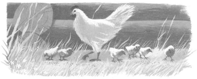 Иллюстрация к книге — Василий Белов. Рассказы о всякой живности [i_039.jpg]