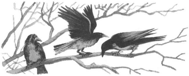 Иллюстрация к книге — Василий Белов. Рассказы о всякой живности [i_041.jpg]