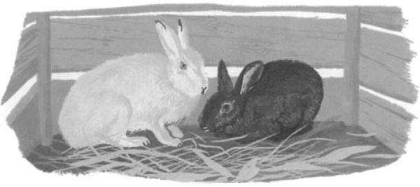 Иллюстрация к книге — Василий Белов. Рассказы о всякой живности [i_042.jpg]