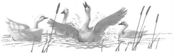 Иллюстрация к книге — Василий Белов. Рассказы о всякой живности [i_043.jpg]