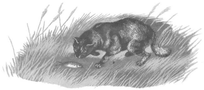 Иллюстрация к книге — Василий Белов. Рассказы о всякой живности [i_044.jpg]