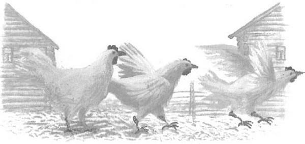 Иллюстрация к книге — Василий Белов. Рассказы о всякой живности [i_046.jpg]