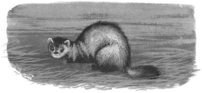 Иллюстрация к книге — Василий Белов. Рассказы о всякой живности [i_047.jpg]