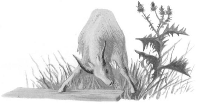 Иллюстрация к книге — Василий Белов. Рассказы о всякой живности [i_048.jpg]