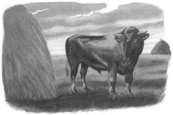 Иллюстрация к книге — Василий Белов. Рассказы о всякой живности [i_053.jpg]