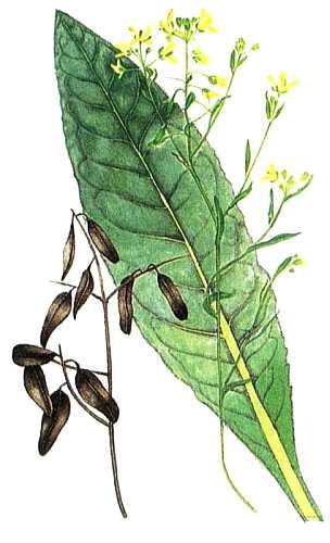 Иллюстрация к книге — Кельты. Первые европейцы [i_038.jpg]