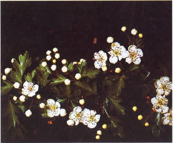 Иллюстрация к книге — Кельты. Первые европейцы [i_085.jpg]