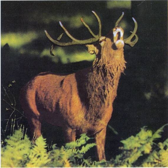 Иллюстрация к книге — Кельты. Первые европейцы [i_102.jpg]