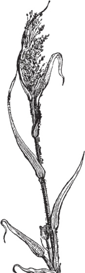 Иллюстрация к книге — В тайге (сборник). С вопросами и ответами для почемучек [_102.jpg]