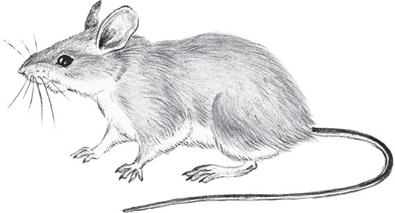 Иллюстрация к книге — В тайге (сборник). С вопросами и ответами для почемучек [_11.jpg]