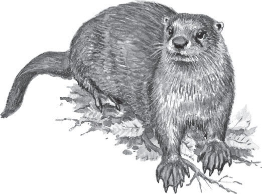 Иллюстрация к книге — В тайге (сборник). С вопросами и ответами для почемучек [_112.jpg]