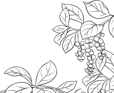 Иллюстрация к книге — В тайге (сборник). С вопросами и ответами для почемучек [_12.jpg]