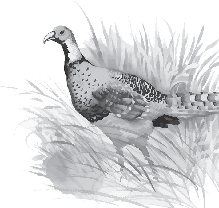 Иллюстрация к книге — В тайге (сборник). С вопросами и ответами для почемучек [_19.jpg]