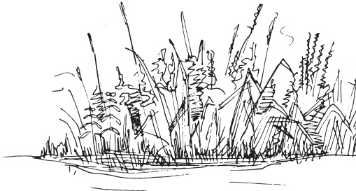 Иллюстрация к книге — В тайге (сборник). С вопросами и ответами для почемучек [_20.jpg]