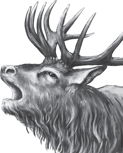 Иллюстрация к книге — В тайге (сборник). С вопросами и ответами для почемучек [_25.jpg]