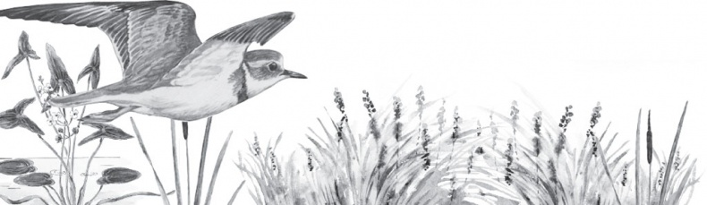 Иллюстрация к книге — В тайге (сборник). С вопросами и ответами для почемучек [_26.jpg]