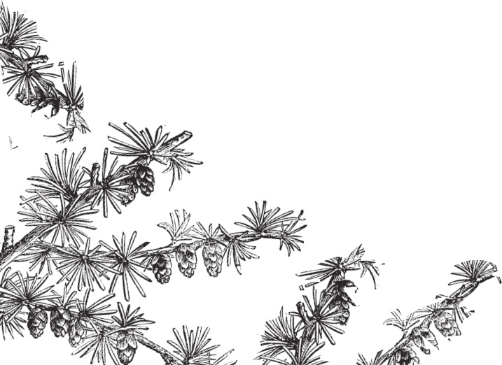 Иллюстрация к книге — В тайге (сборник). С вопросами и ответами для почемучек [_33.jpg]