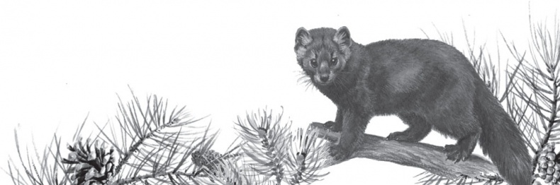 Иллюстрация к книге — В тайге (сборник). С вопросами и ответами для почемучек [_35.jpg]