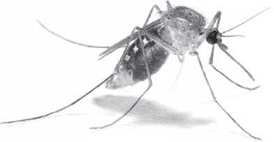 Иллюстрация к книге — В тайге (сборник). С вопросами и ответами для почемучек [_42.jpg]