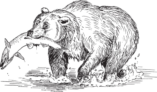 Иллюстрация к книге — В тайге (сборник). С вопросами и ответами для почемучек [_46.jpg]