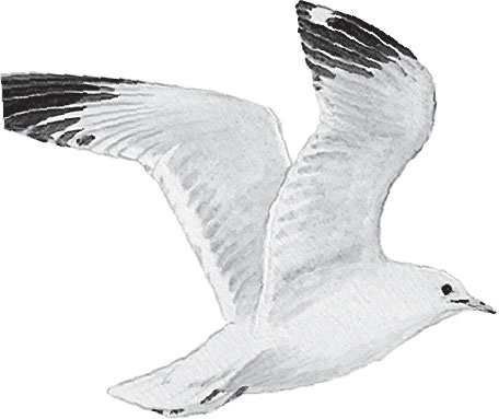 Иллюстрация к книге — В тайге (сборник). С вопросами и ответами для почемучек [_49.jpg]