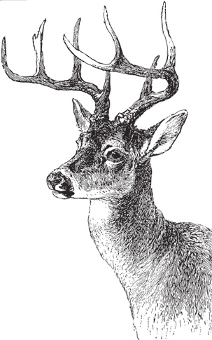 Иллюстрация к книге — В тайге (сборник). С вопросами и ответами для почемучек [_58.jpg]