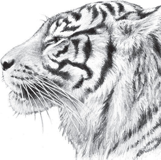 Иллюстрация к книге — В тайге (сборник). С вопросами и ответами для почемучек [_59.jpg]