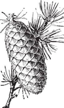 Иллюстрация к книге — В тайге (сборник). С вопросами и ответами для почемучек [_6.jpg]